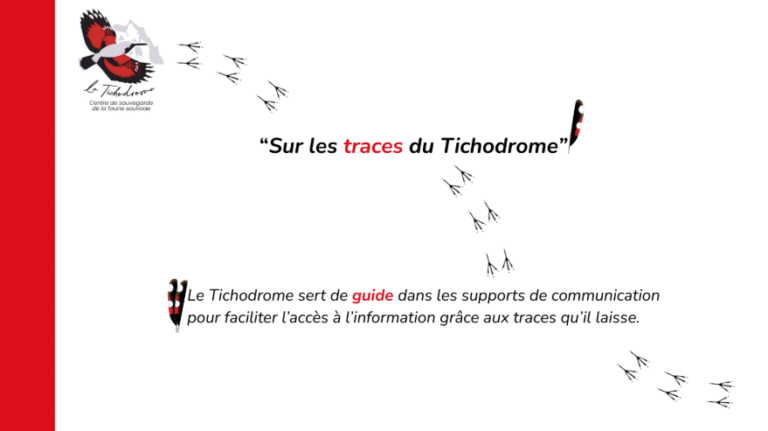 Diapo note de recommandation - Le Tichodrome 4/5
